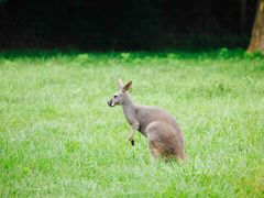 -杭州野生动物世界
