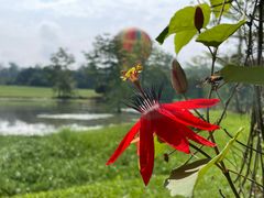 -中国科学院西双版纳热带植物园