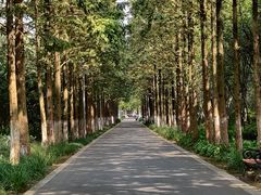 -昆山城市生态森林公园