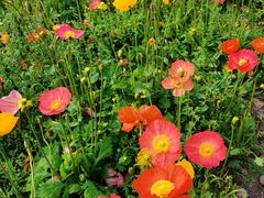 -上海共青森林公园