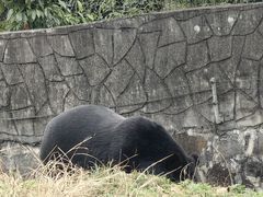 -都江堰中华大熊猫苑
