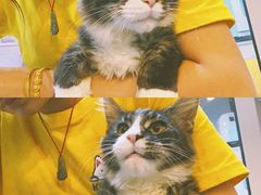 -十年猫舍·猫咪专门店(普陀店)
