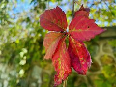 -北京西山国家森林公园