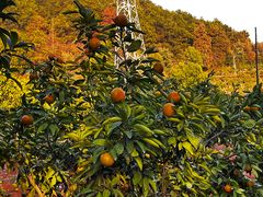 -青龙山国家森林公园
