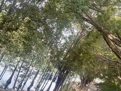 -三水森林公园