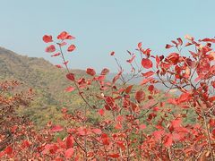 -北京西山国家森林公园