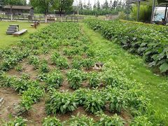-田园东方蜜桃村的田野营地