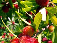 iphone_upload_pic-王家小院