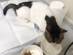 -美联众合动物医院·24h京西诊疗中心