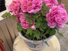 -千灯盛汇·头牌粤菜(致越优城店)