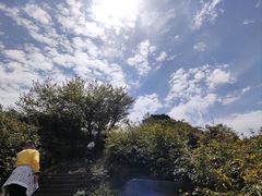 -武陵山森林公园