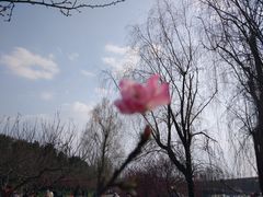 -秀丽东方