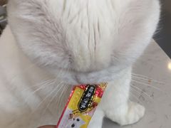 -飞行喵MR PILOT|猫舍·猫咖(静安大融城店)