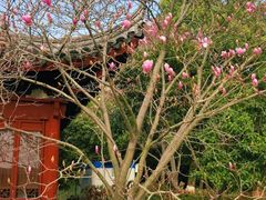 -八大山人梅湖景区