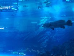 -迪拜水族馆及水下动物园