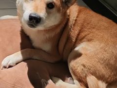 -趣玩宠物乐园寄养训犬训狗游泳池
