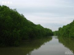 -大湾区中央湿地公园