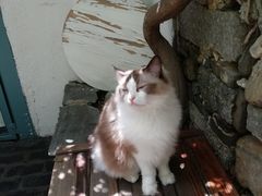 -喵屿·大理花园猫咖