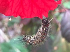 -三亚珠江南田温泉度假区