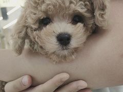 -翊宠yipet猫狗购宠庄园
