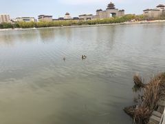 -莲花池公园