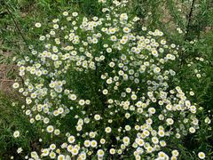 -兰河峪第117加油站