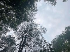 -铁山坪森林公园
