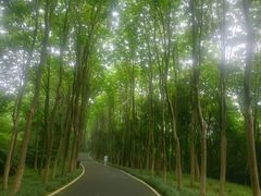 -宜兴龙背山森林公园