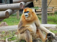 -西安秦岭野生动物园