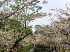 -南山植物园