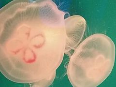 -芜湖新华联大白鲸海洋公园