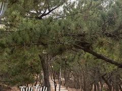 -北岭山森林公园