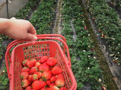 -胜丰草莓采摘园