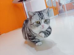 -三花喵·撸猫购宠·宠物生活馆(虹桥南丰城店)