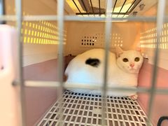 -艾吉宠物医院·疑难杂症转诊中心·猫友好(碧江路院)