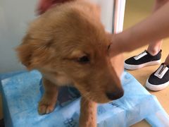 -瑞派·关忠动物医院·猫专科·犬专科(三环新城店)