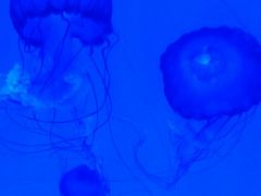 -多彩贵州城极地海洋世界