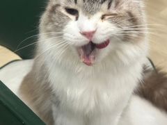 -安格丽娜·狗咖·猫咖羊驼咖(春熙路百盛商场店)