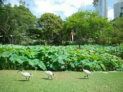 -墨尔本皇家植物园