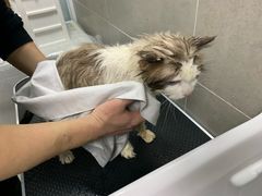 -叮叮猫咪生活馆
