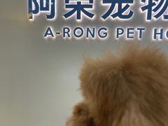 -阿荣24H宠物医院·综合型转诊中心·CT·核磁影像中心