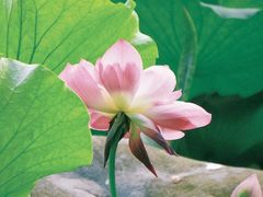 -成都市文化公园