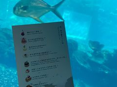 -海棠湾洲际-涛·海底餐厅·美人鱼·自助餐·海底隧道