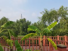 -芒洲湿地公园