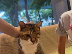 -御宝贝·A梦猫科宠物医院(国际猫友好医院)