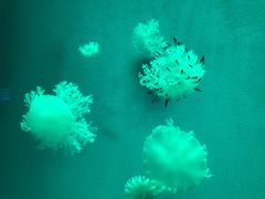 -福州罗源湾海洋世界旅游区