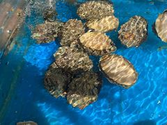 -87号烧烤海鲜·大排档(金沙滩店)