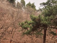 -大芦花风景区