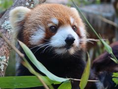 -普洱太阳河森林公园