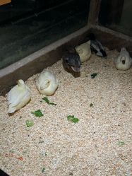 -造物庄园 萌宠纪(苏州湾歌林公园店)